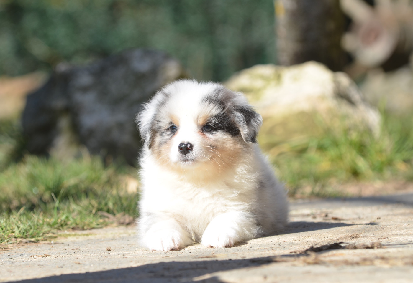 Opal Aussie - Chiots disponibles - Berger Australien
