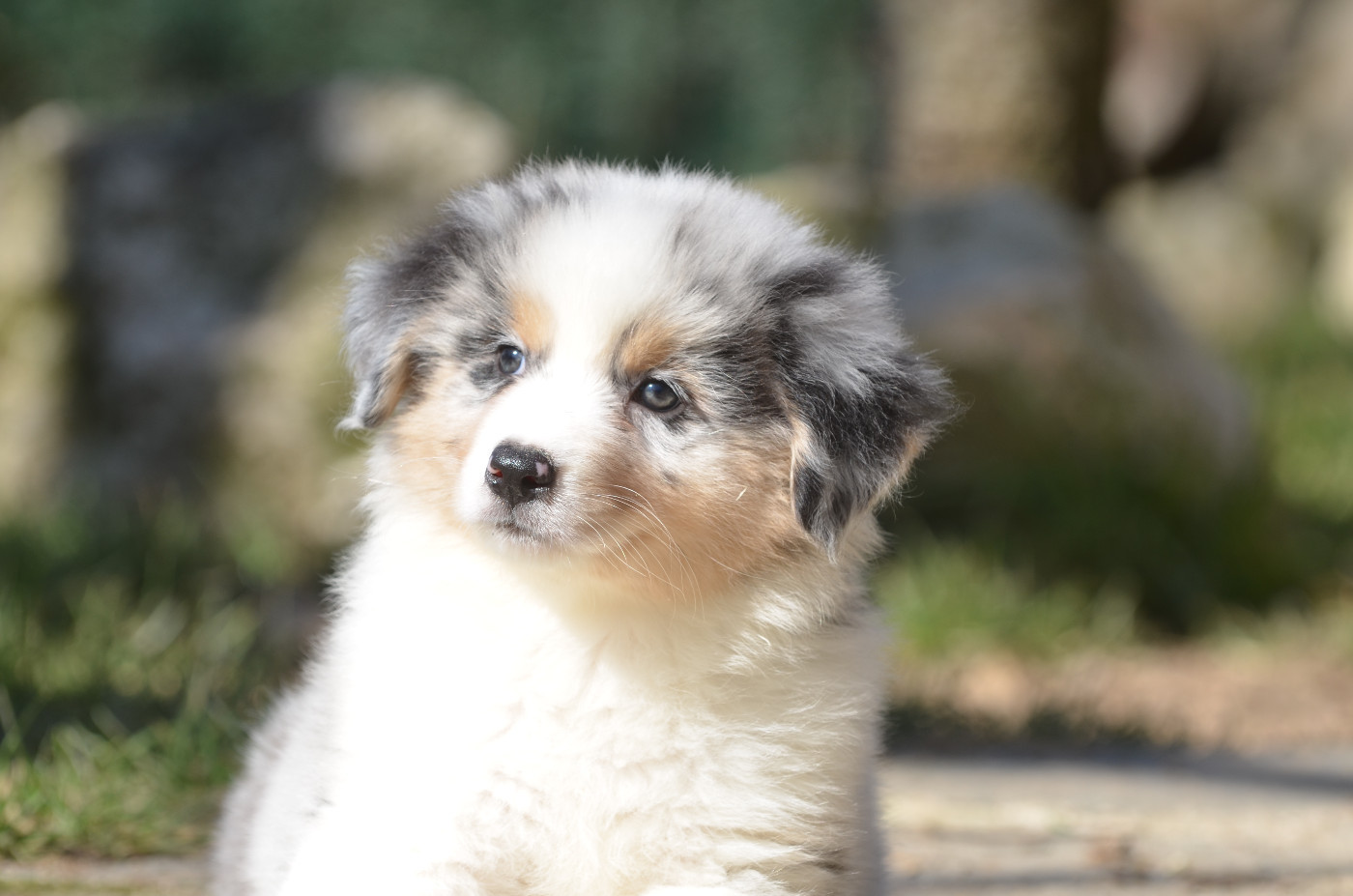 Opal Aussie - Chiots disponibles - Berger Australien