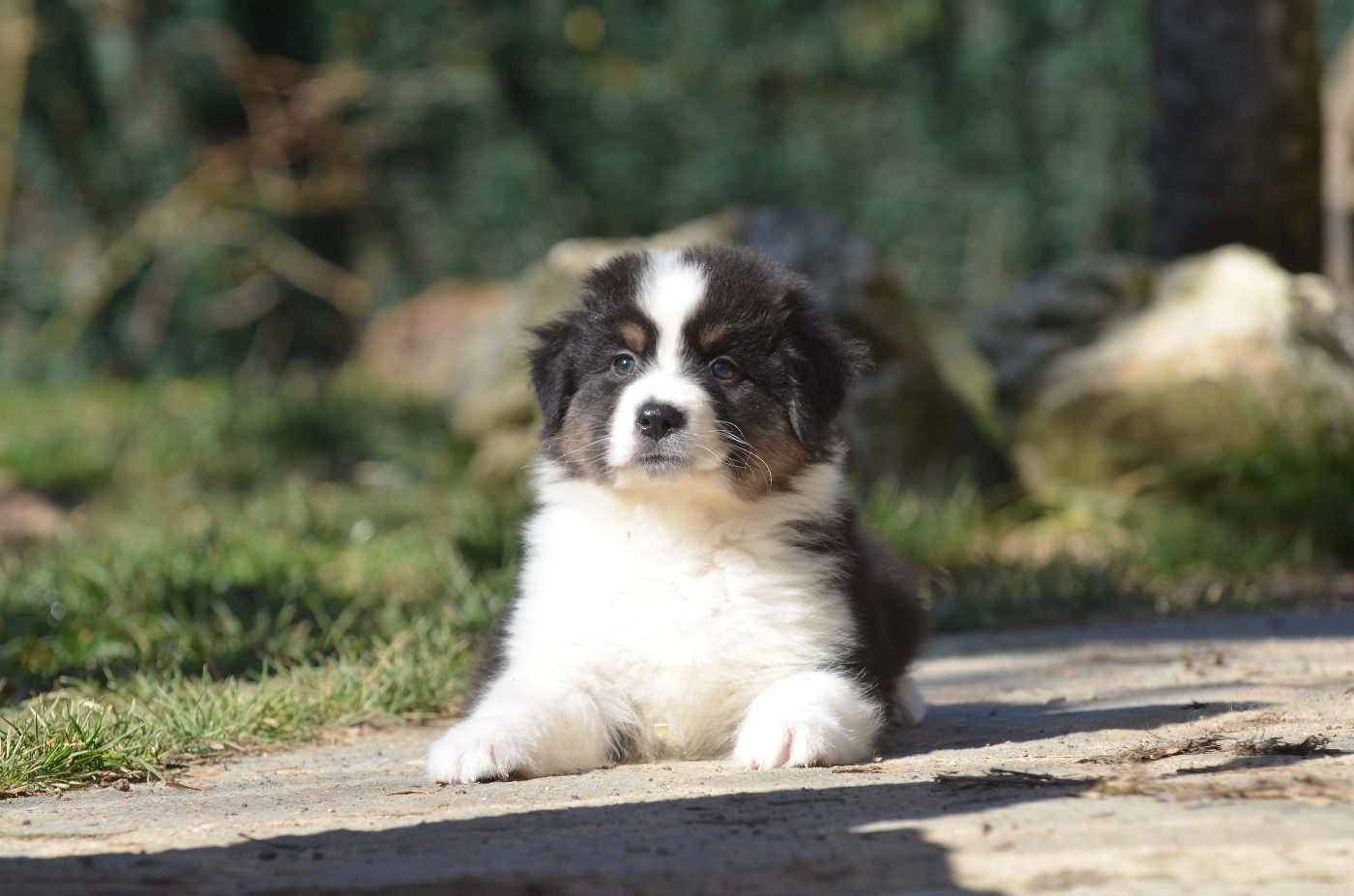 Opal Aussie - Chiots disponibles - Berger Australien