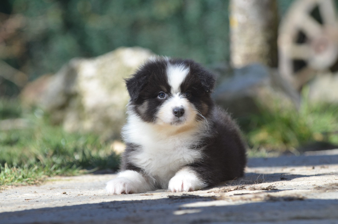 Opal Aussie - Chiots disponibles - Berger Australien