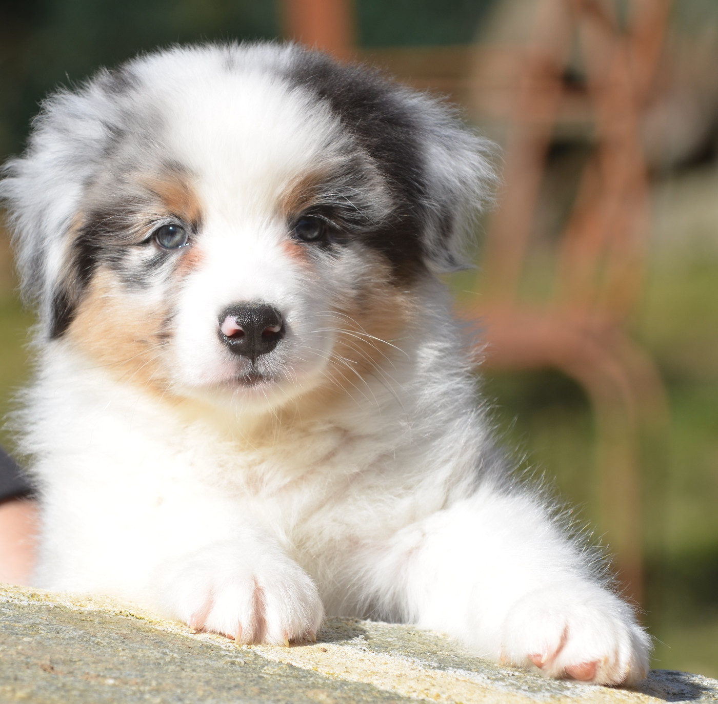 Opal Aussie - Chiots disponibles - Berger Australien