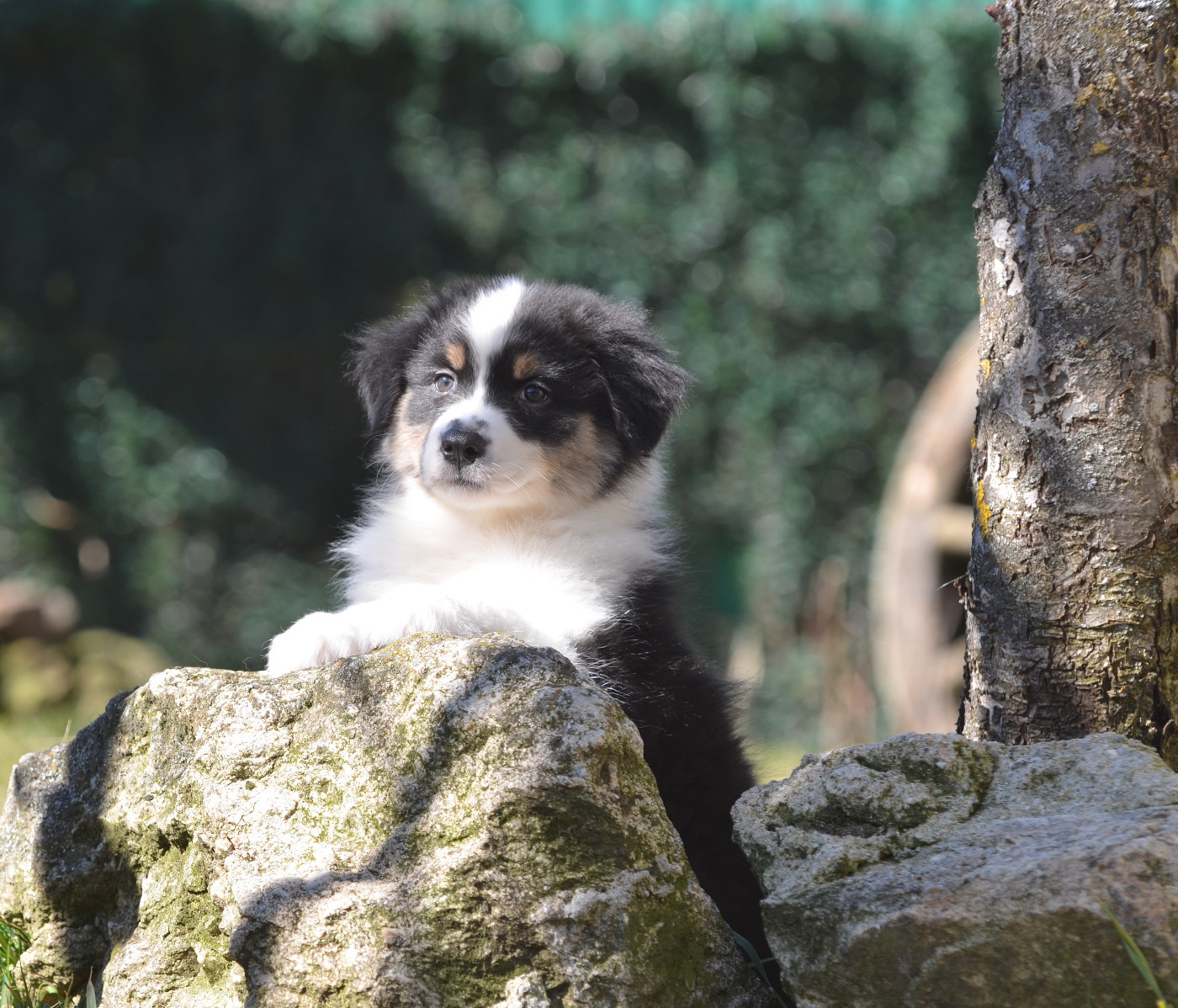 Opal Aussie - Chiots disponibles - Berger Australien