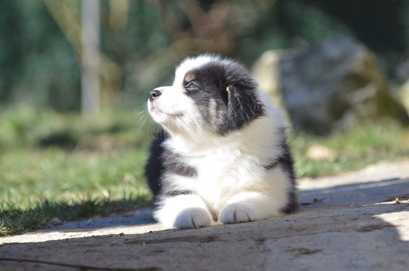 Opal Aussie - Chiots disponibles - Berger Australien