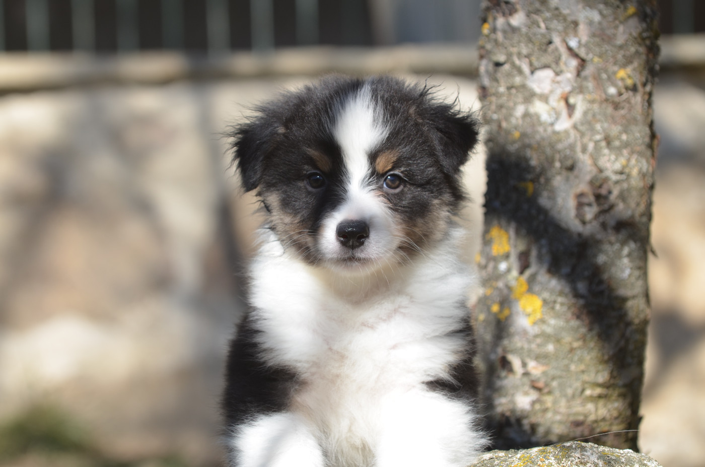 Opal Aussie - Chiots disponibles - Berger Australien