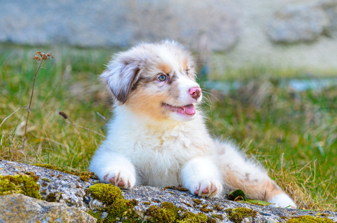Opal Aussie - Chiots disponibles - Berger Australien