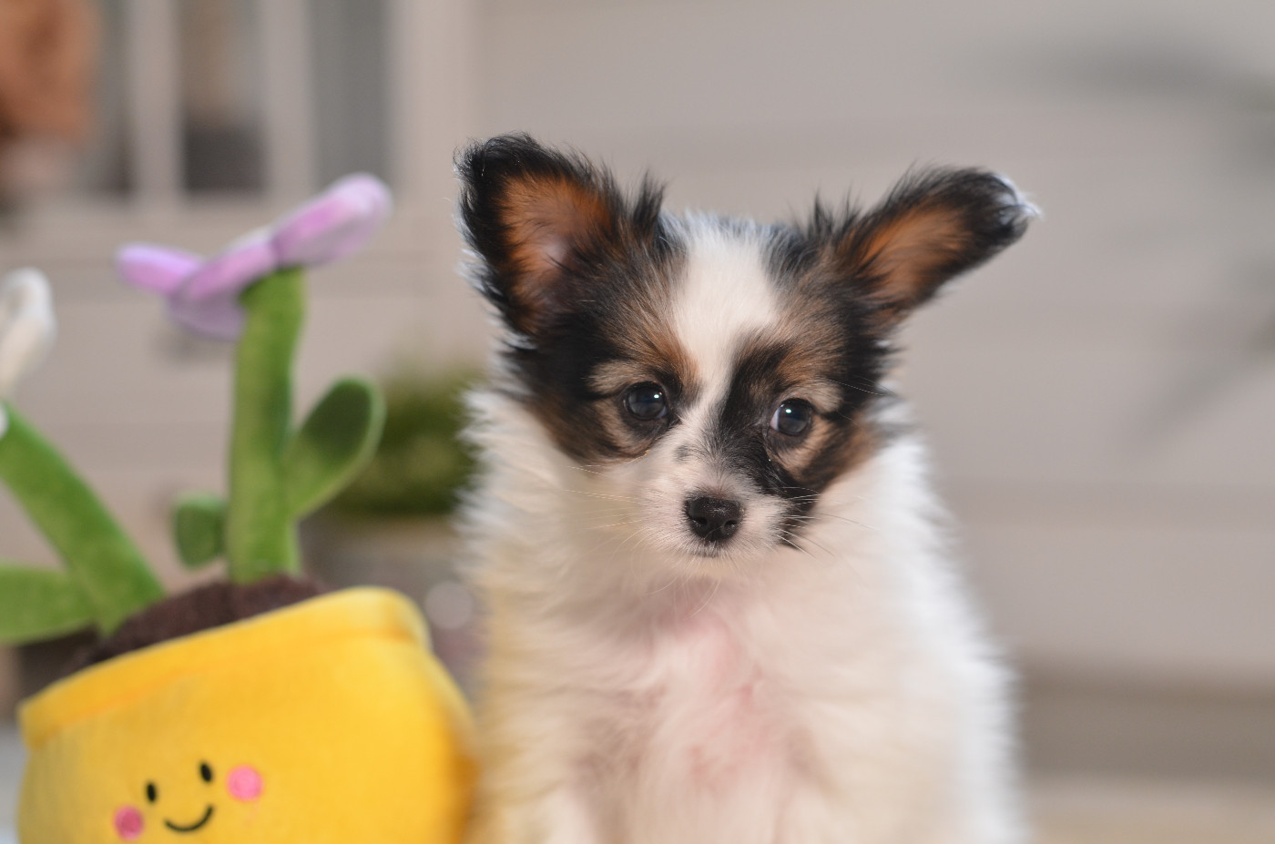 Opal Aussie - Chiots disponibles - Epagneul nain Continental (Papillon)