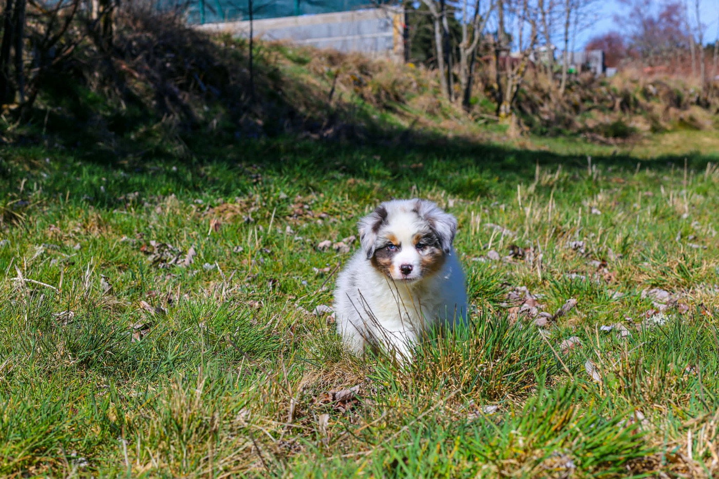 Opal Aussie - Chiots disponibles - Berger Australien