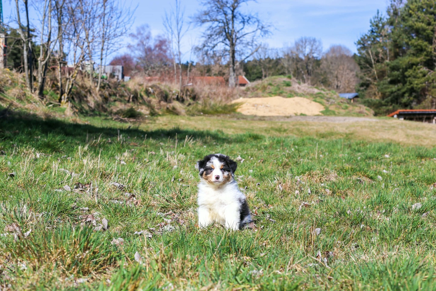 Opal Aussie - Chiots disponibles - Berger Australien