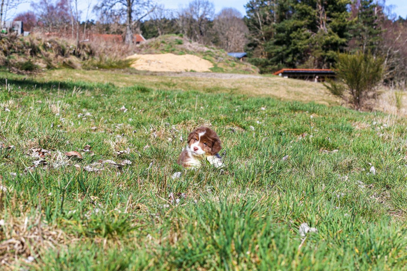 Opal Aussie - Chiots disponibles - Berger Australien
