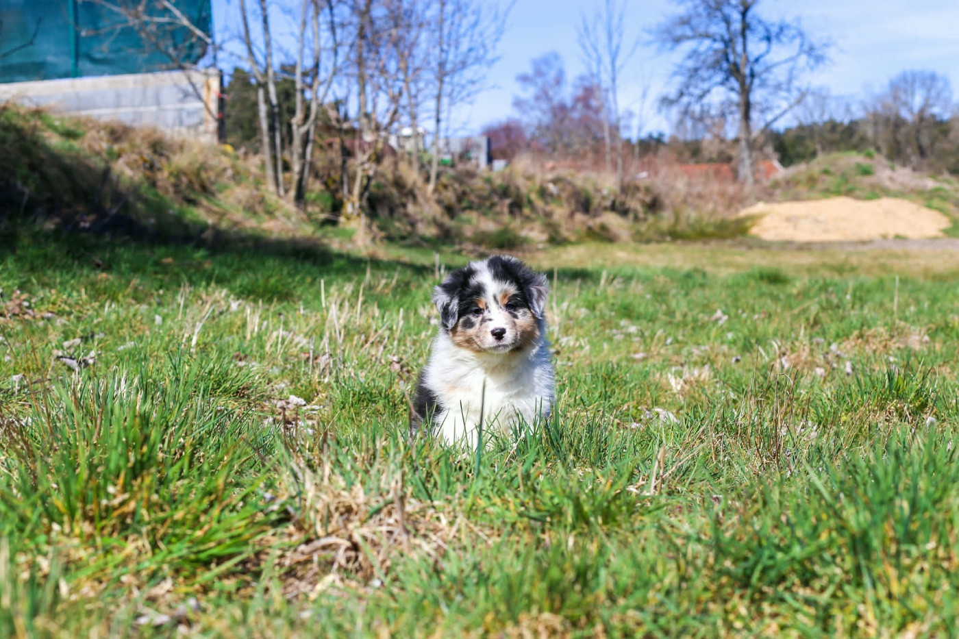 Opal Aussie - Chiots disponibles - Berger Australien