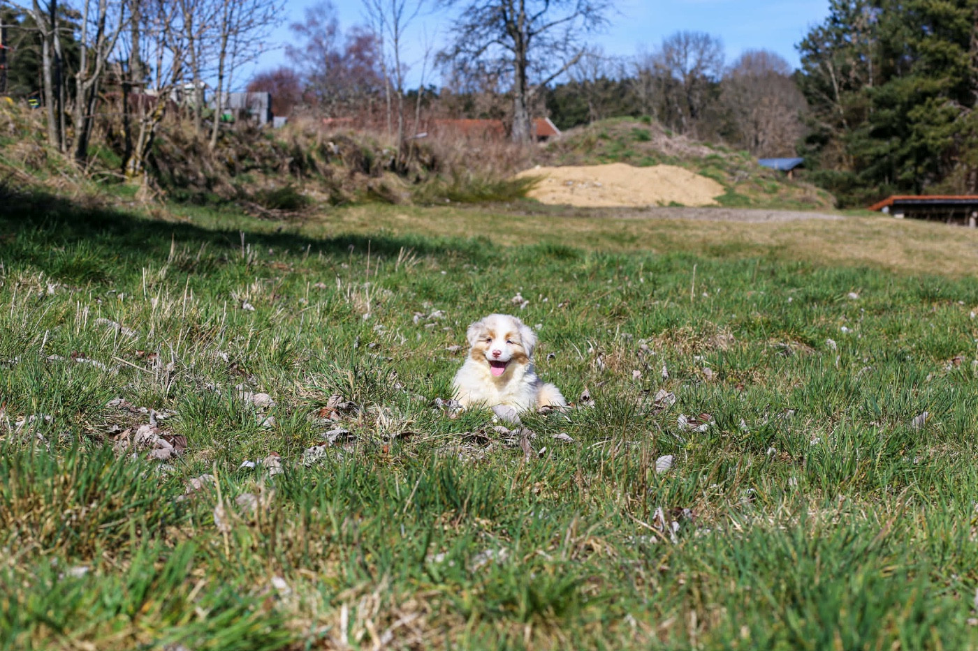 Opal Aussie - Chiots disponibles - Berger Australien