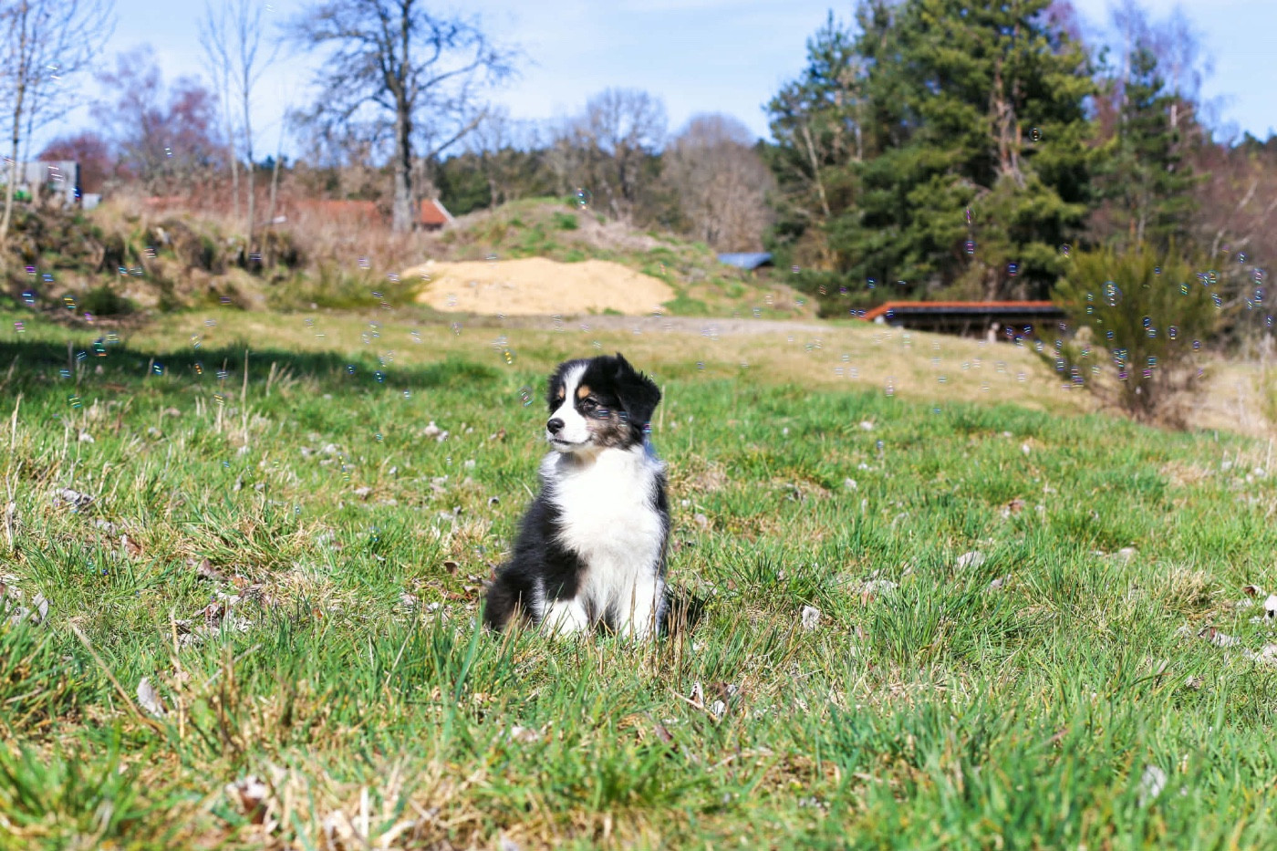Opal Aussie - Chiots disponibles - Berger Australien