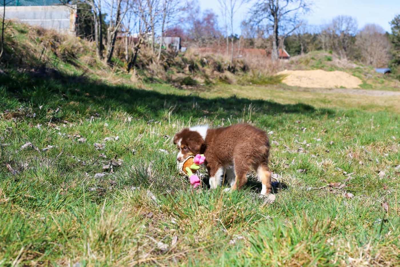 Opal Aussie - Chiots disponibles - Berger Australien