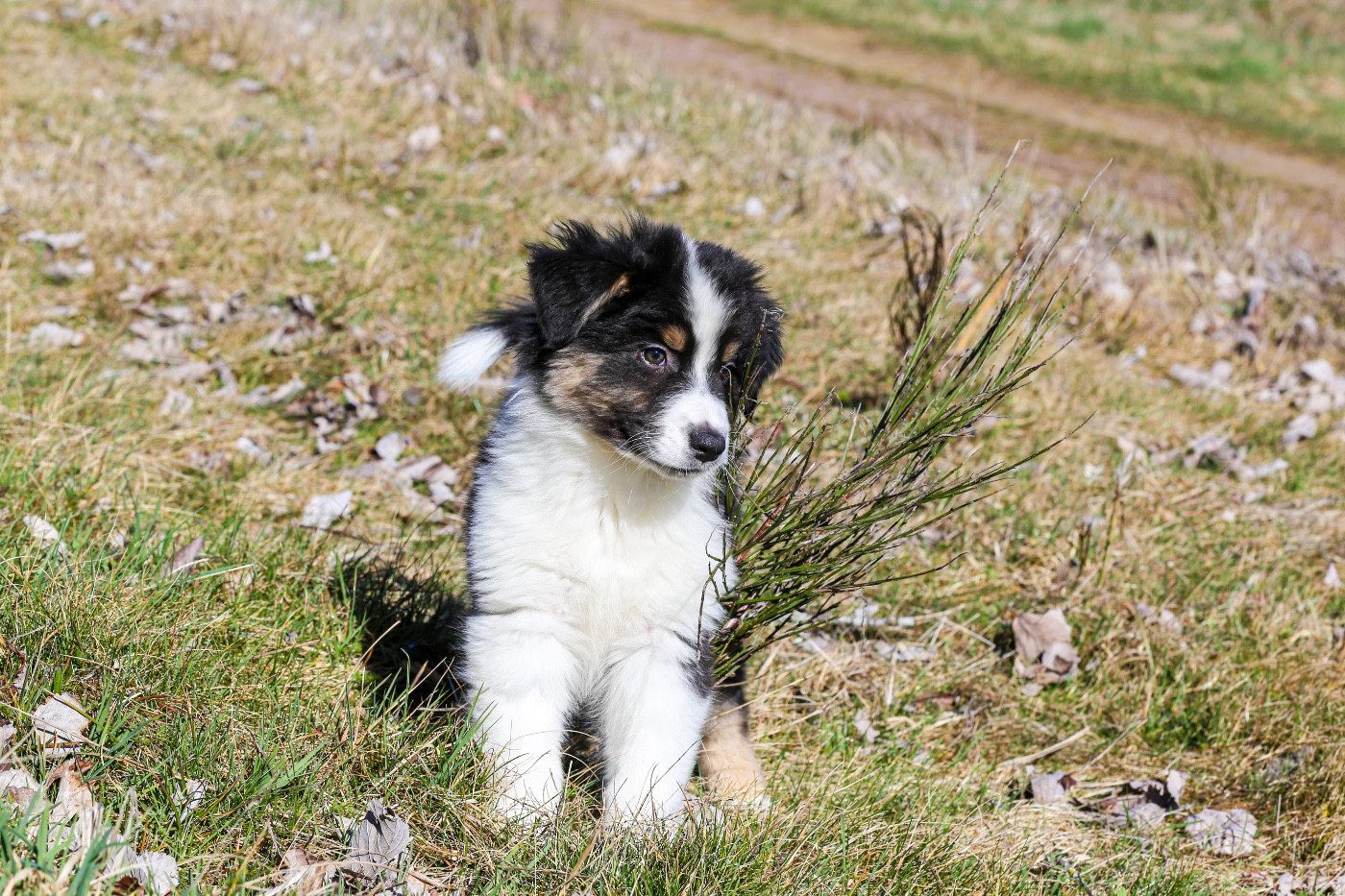 Opal Aussie - Chiots disponibles - Berger Australien