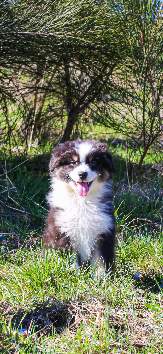 Opal Aussie - Chiots disponibles - Berger Australien
