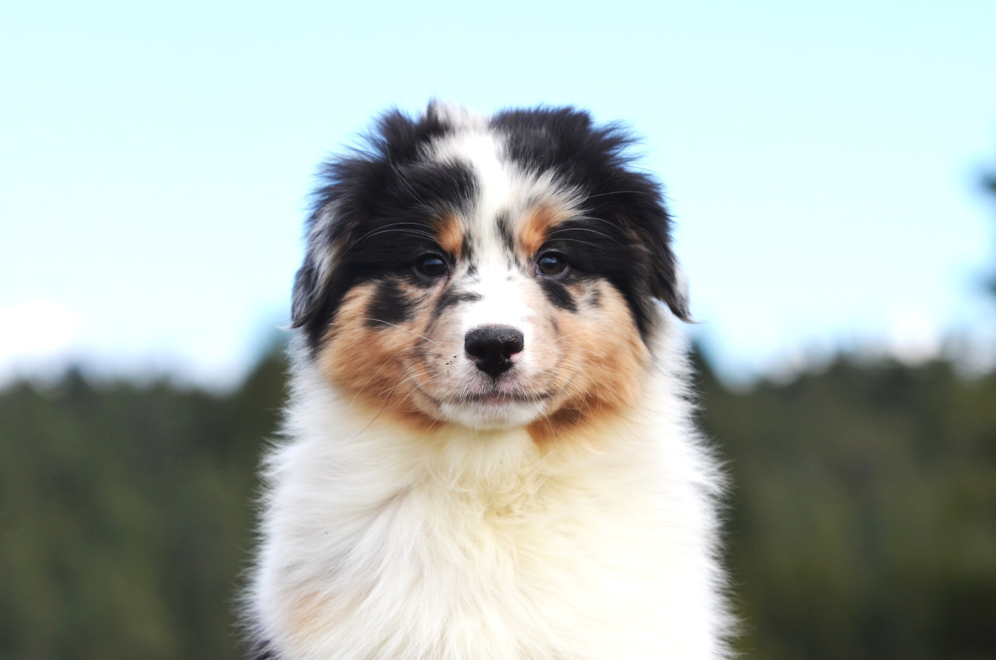 Opal Aussie - Chiots disponibles - Berger Australien