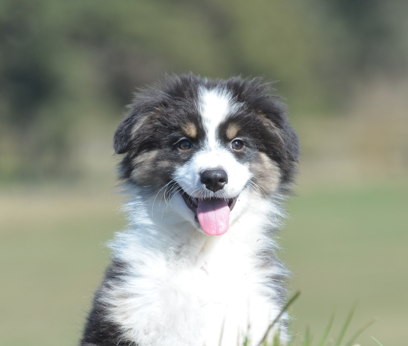 Opal Aussie - Chiots disponibles - Berger Australien