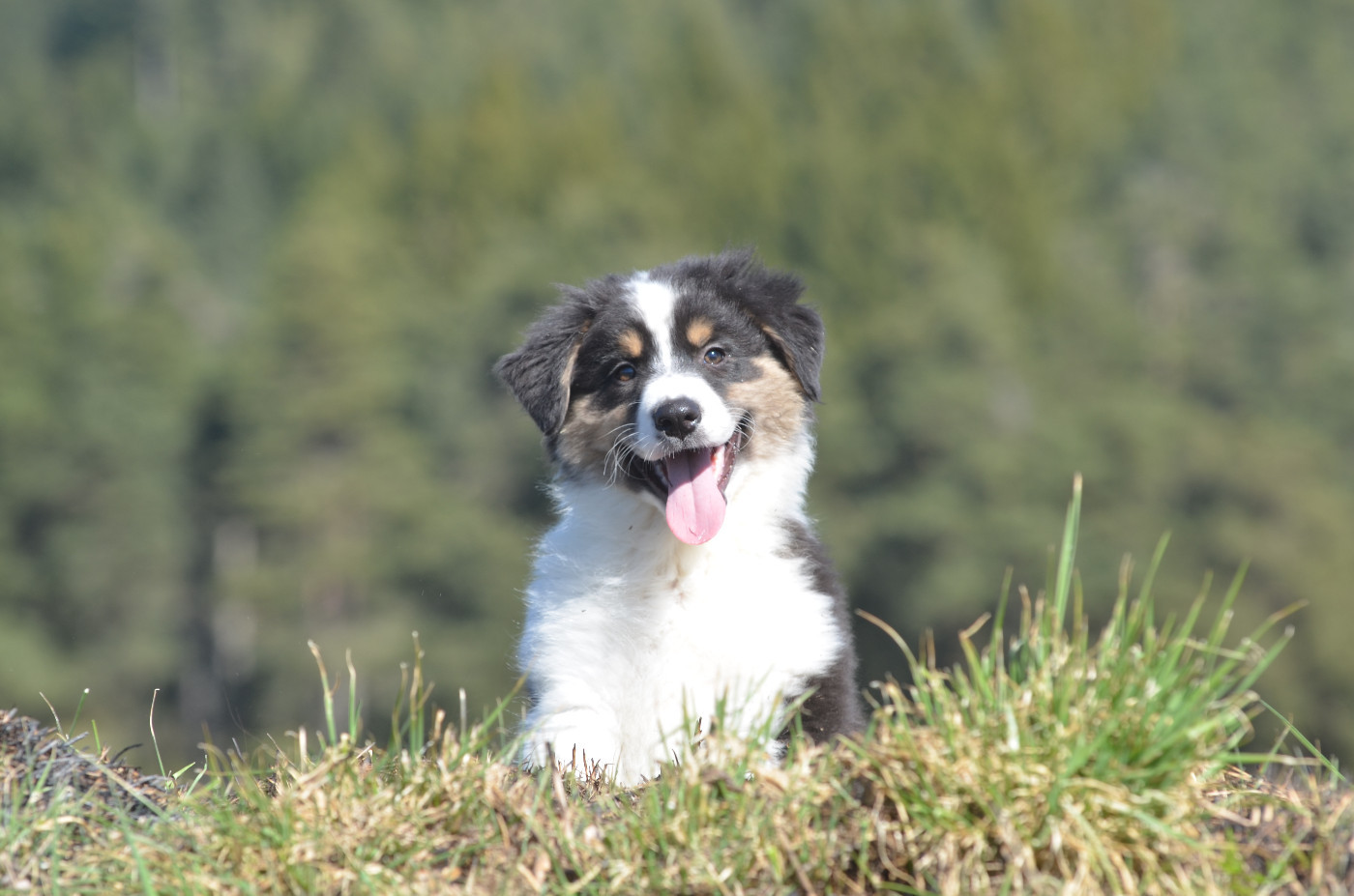 Opal Aussie - Berger Australien - Portée née le 10/01/2026