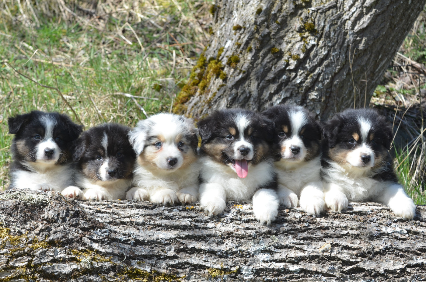 Chiot Berger Australien Opal Aussie
