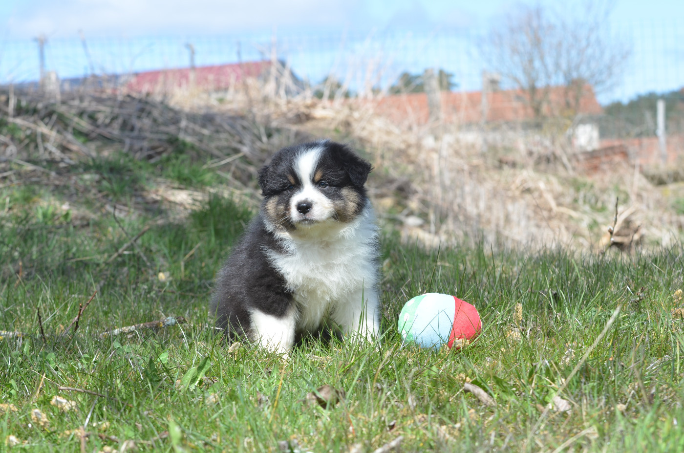 Opal Aussie - Chiots disponibles - Berger Australien