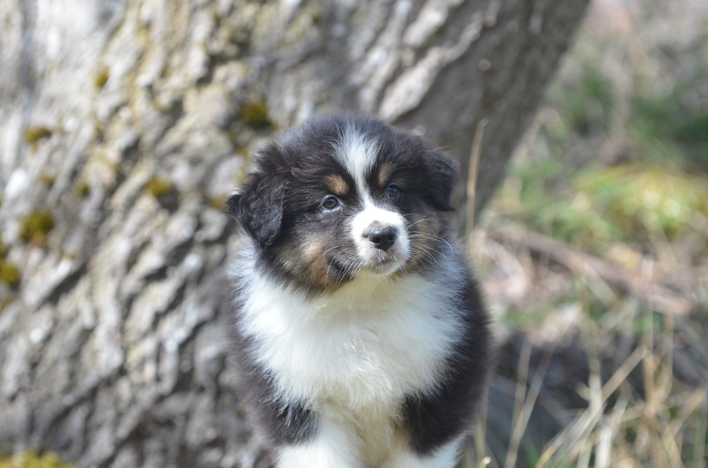 Opal Aussie - Chiots disponibles - Berger Australien