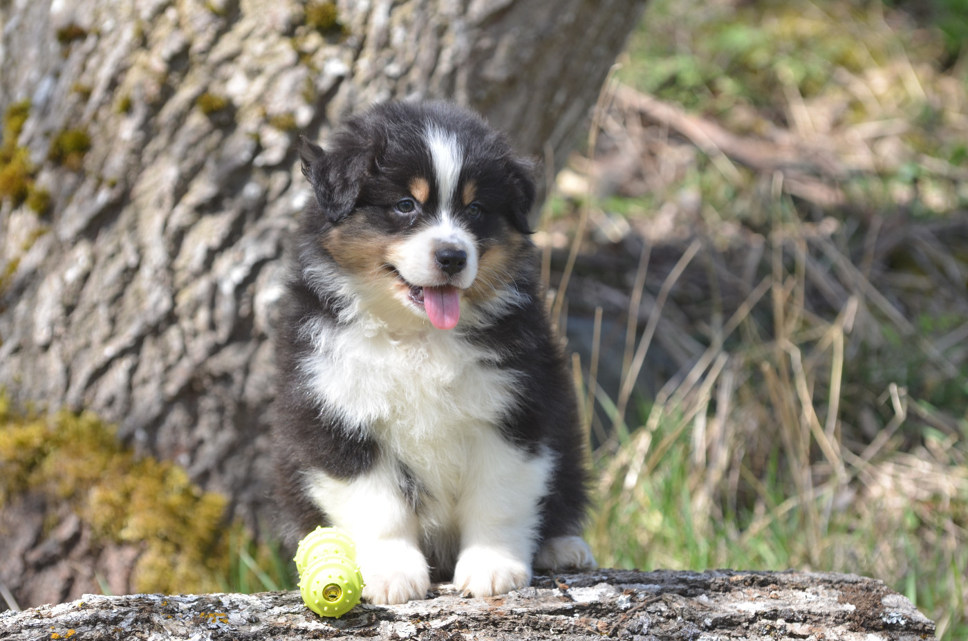 Opal Aussie - Chiots disponibles - Berger Australien