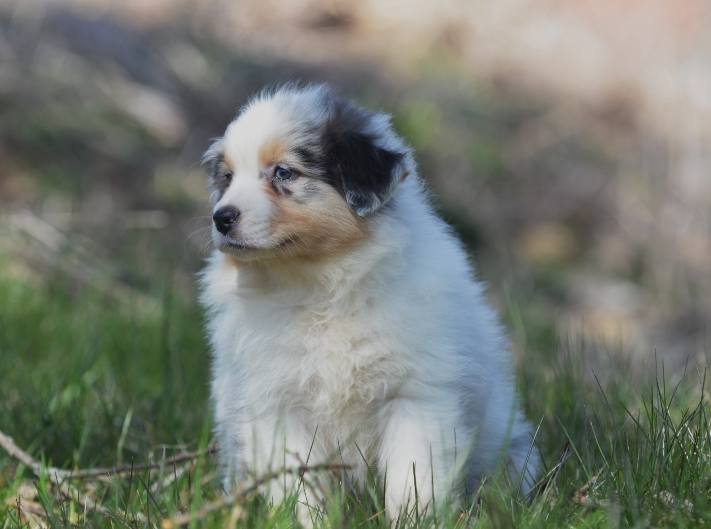 Opal Aussie - Chiots disponibles - Berger Australien