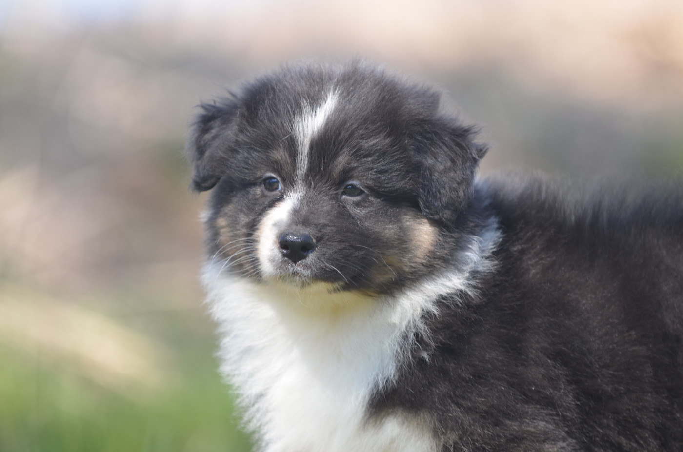 Opal Aussie - Chiots disponibles - Berger Australien