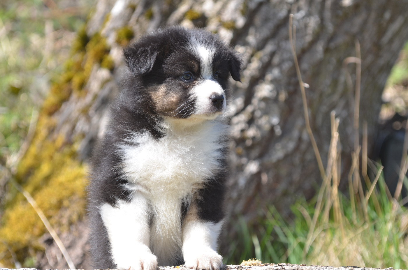 Opal Aussie - Chiots disponibles - Berger Australien