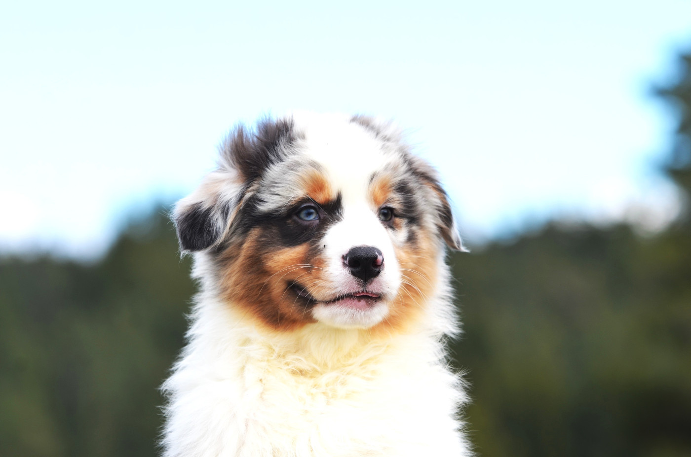 Opal Aussie - Berger Australien - Portée née le 27/01/2026