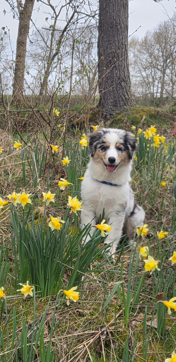 Opal Aussie - Chiots disponibles - Berger Australien
