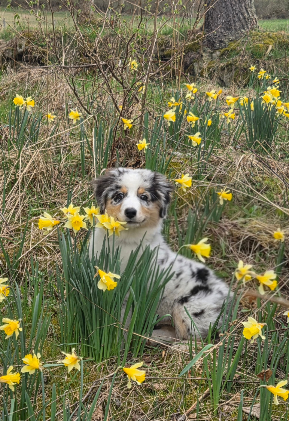 Opal Aussie - Berger Australien - Portée née le 10/01/2026
