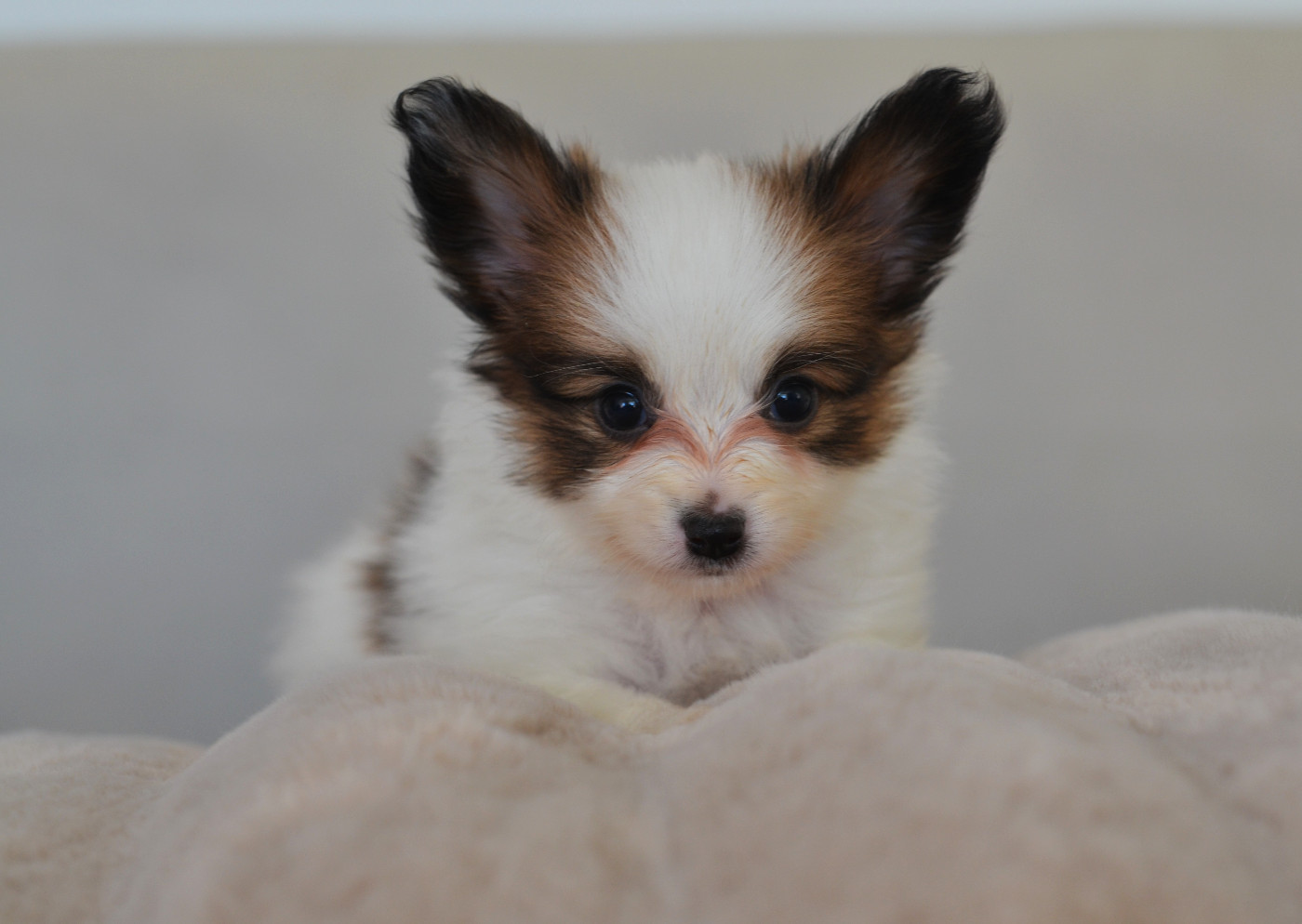 Opal Aussie - Chiots disponibles - Epagneul nain Continental (Papillon)