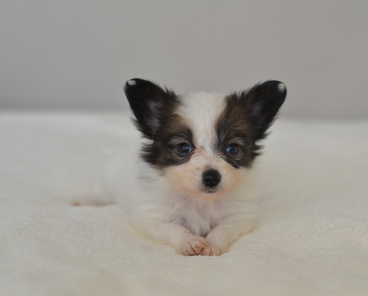 Opal Aussie - Chiots disponibles - Epagneul nain Continental (Papillon)