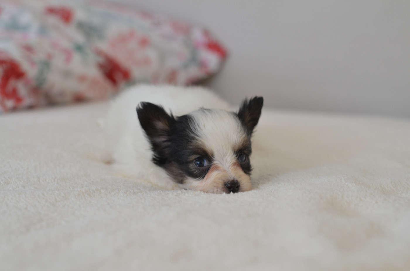 Opal Aussie - Chiots disponibles - Epagneul nain Continental (Papillon)