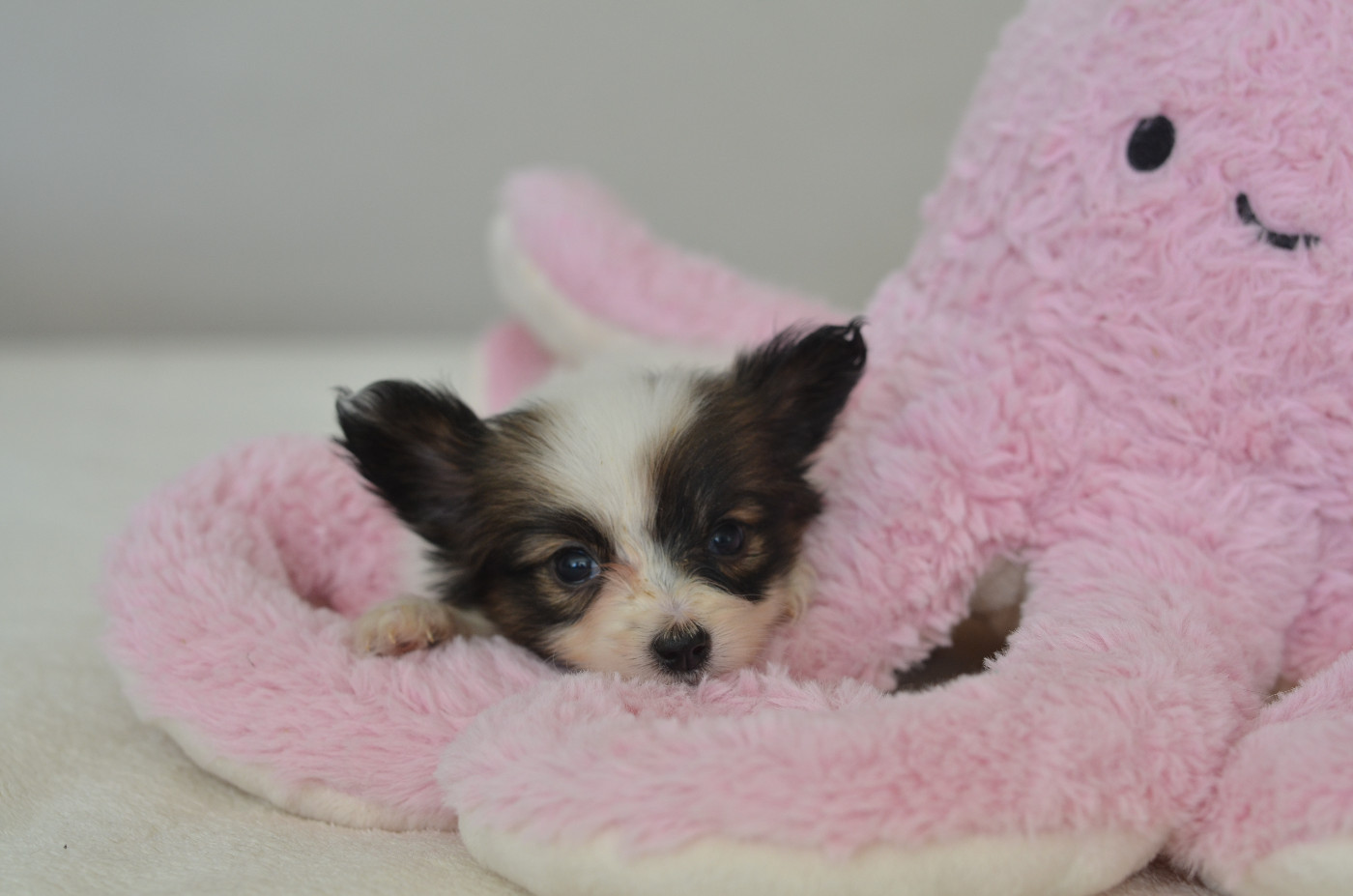 Opal Aussie - Chiots disponibles - Epagneul nain Continental (Papillon)