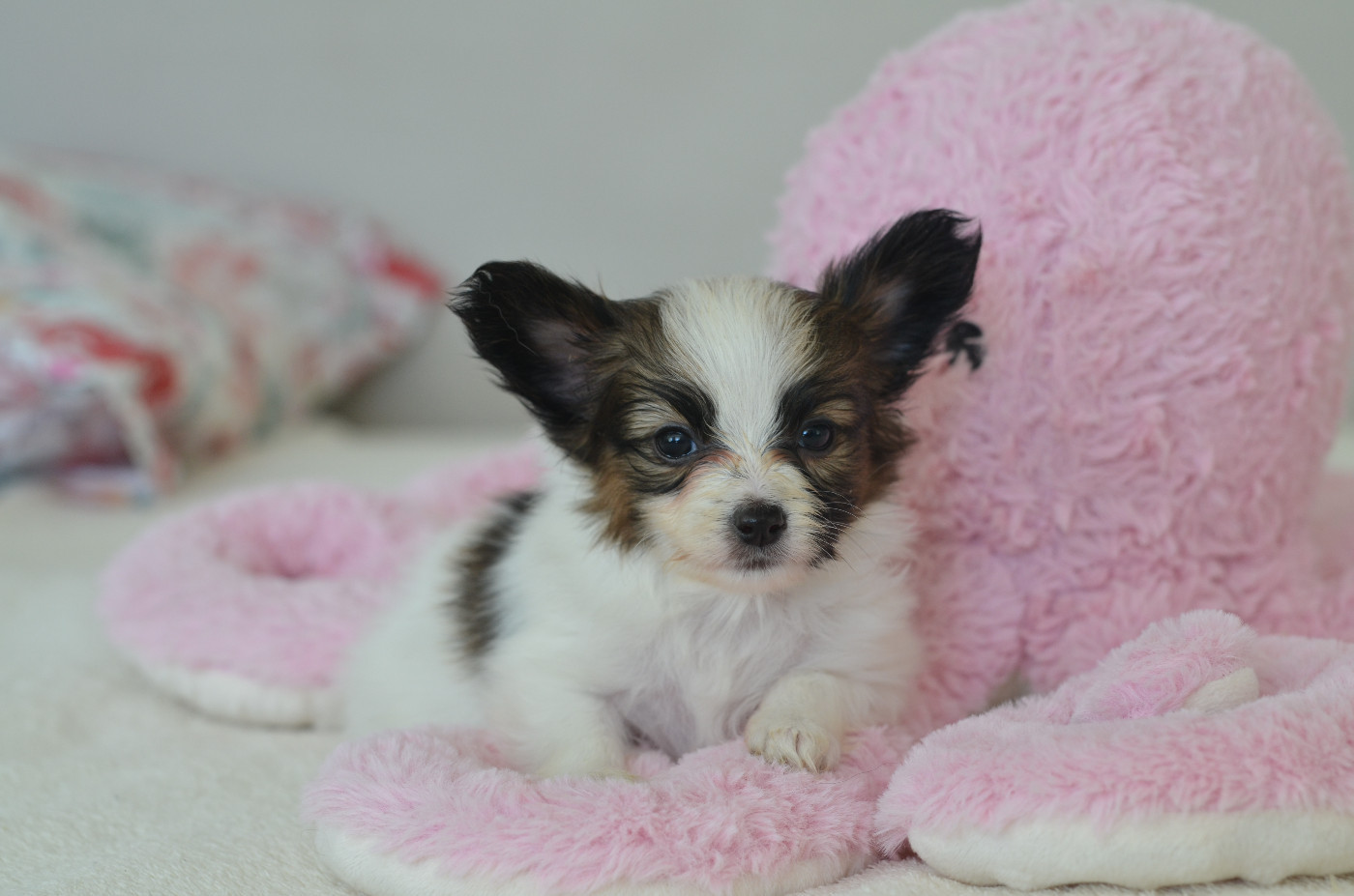 Opal Aussie - Chiots disponibles - Epagneul nain Continental (Papillon)