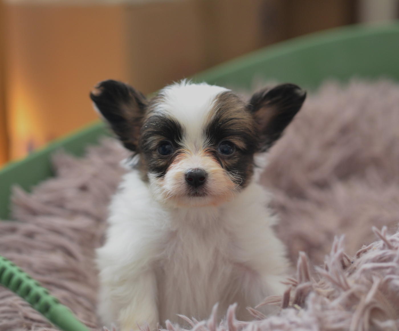 Opal Aussie - Chiots disponibles - Epagneul nain Continental (Papillon)