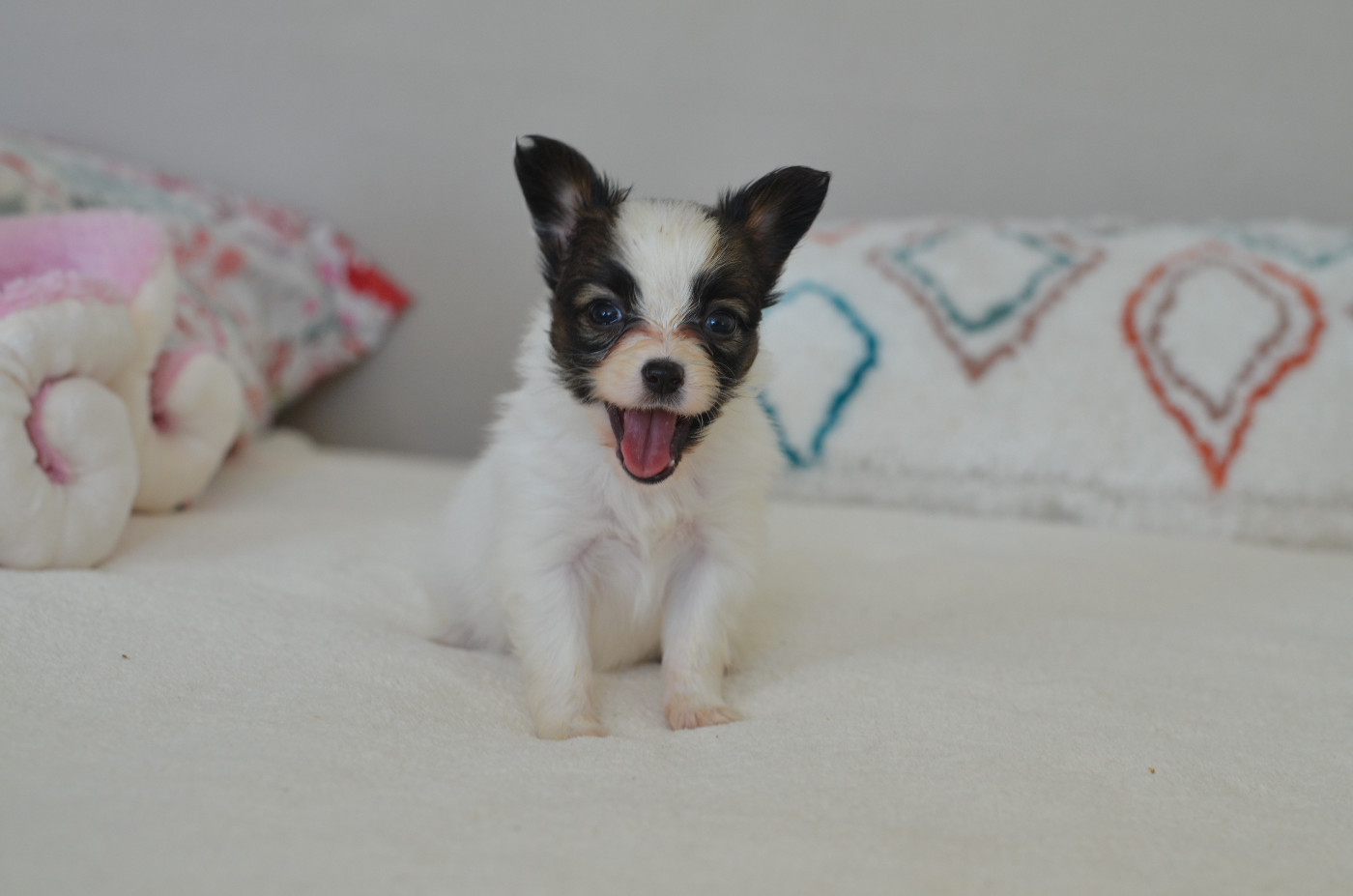 Opal Aussie - Chiots disponibles - Epagneul nain Continental (Papillon)