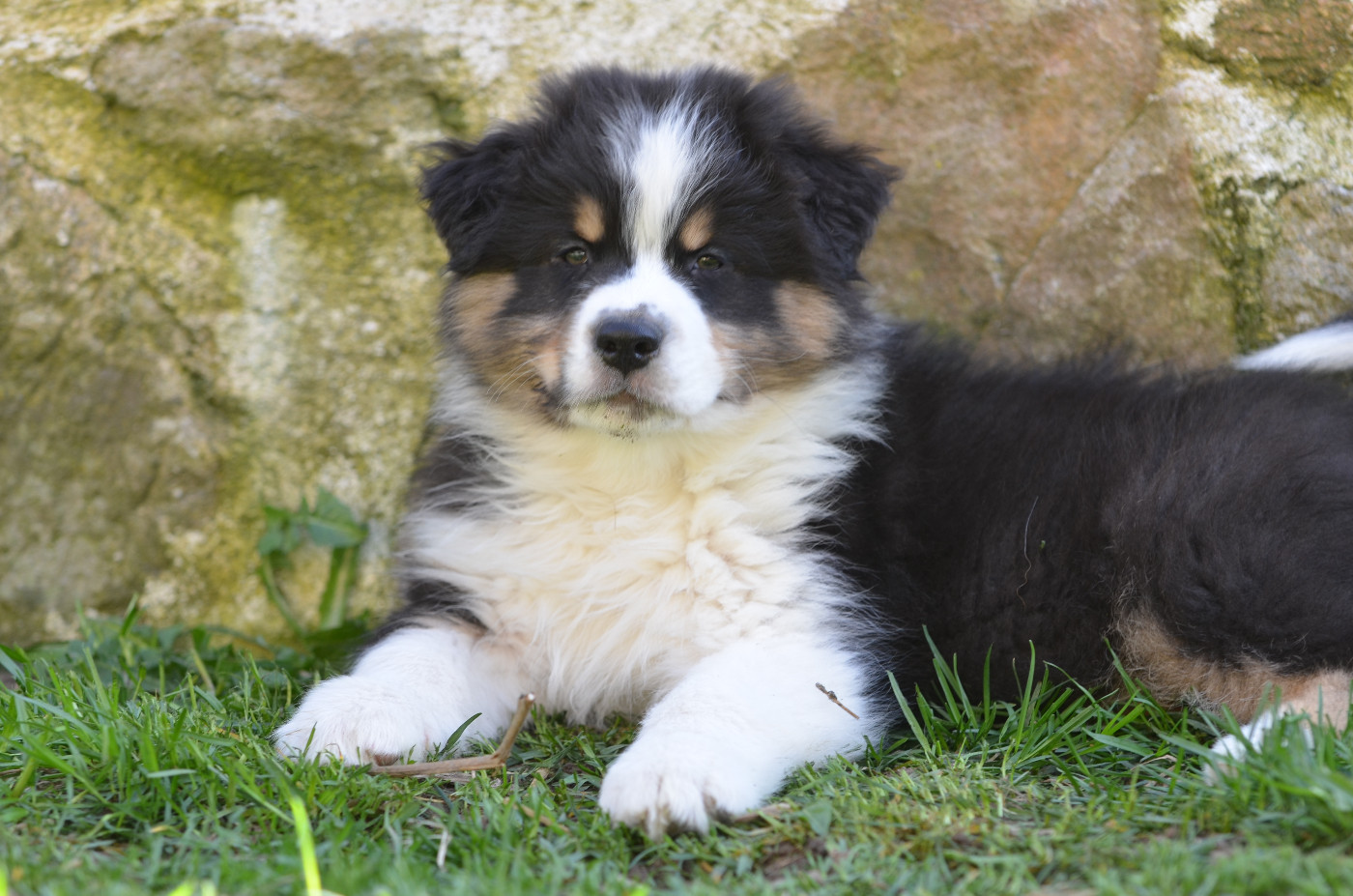 Opal Aussie - Chiots disponibles - Berger Australien