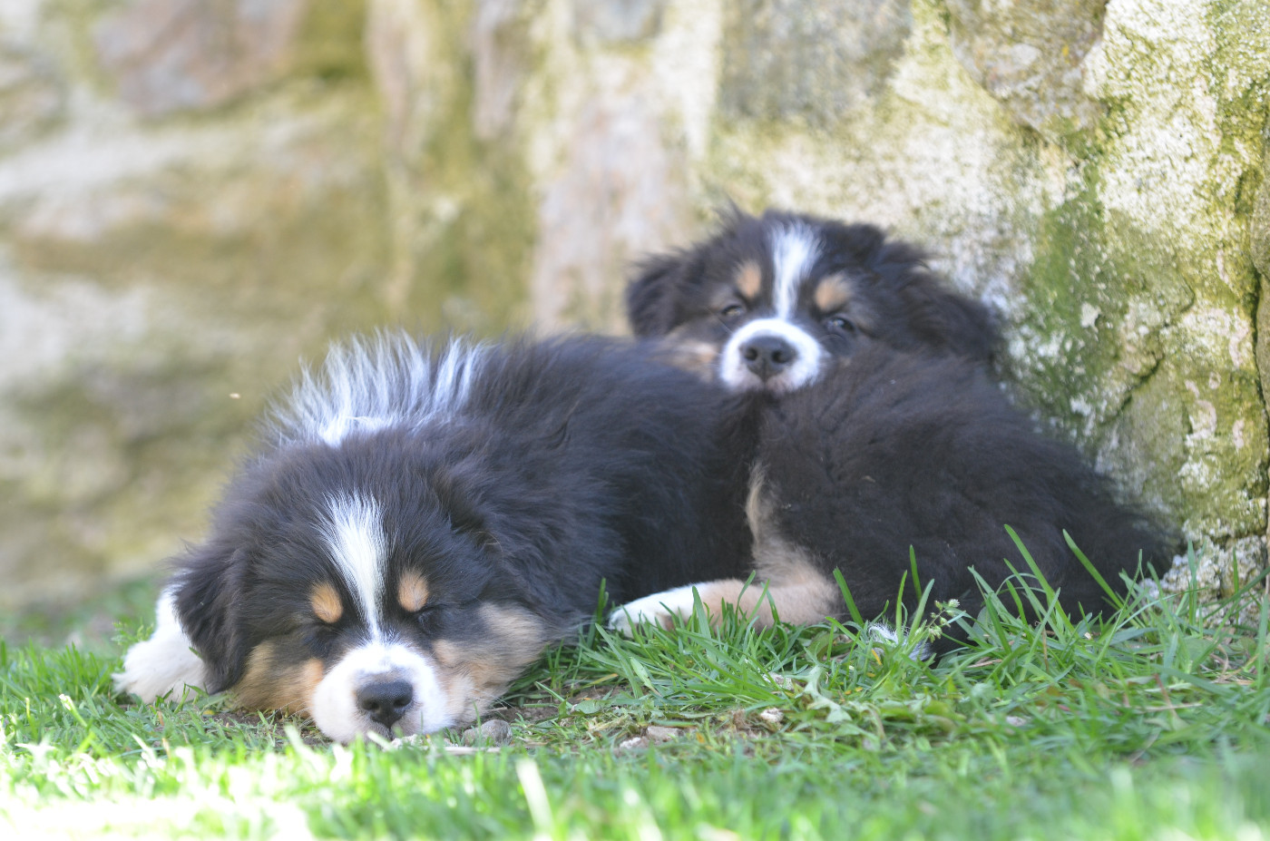 Opal Aussie - Chiots disponibles - Berger Australien