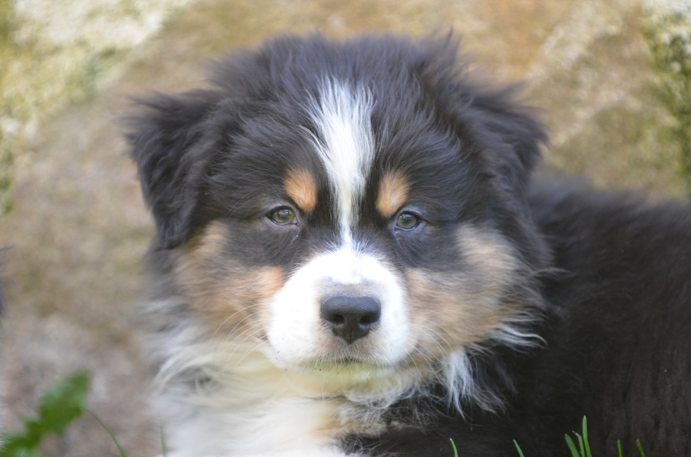 Opal Aussie - Chiots disponibles - Berger Australien