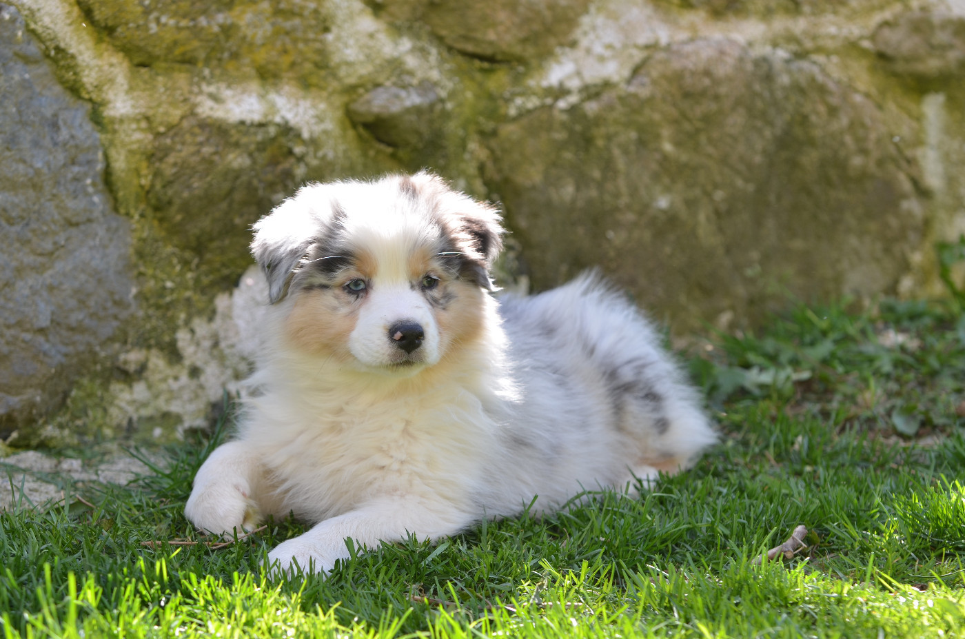 Opal Aussie - Chiots disponibles - Berger Australien