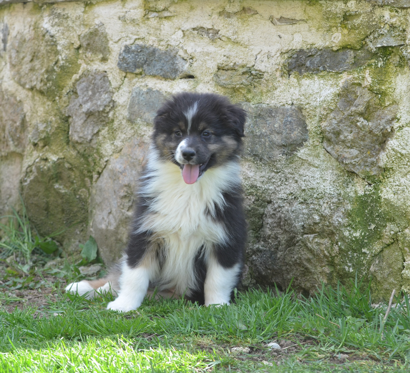 Opal Aussie - Chiots disponibles - Berger Australien