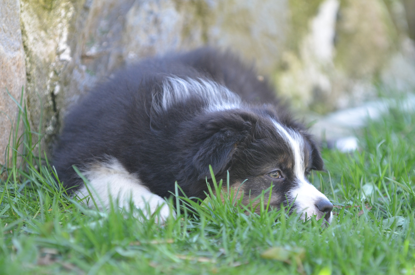 Opal Aussie - Chiots disponibles - Berger Australien