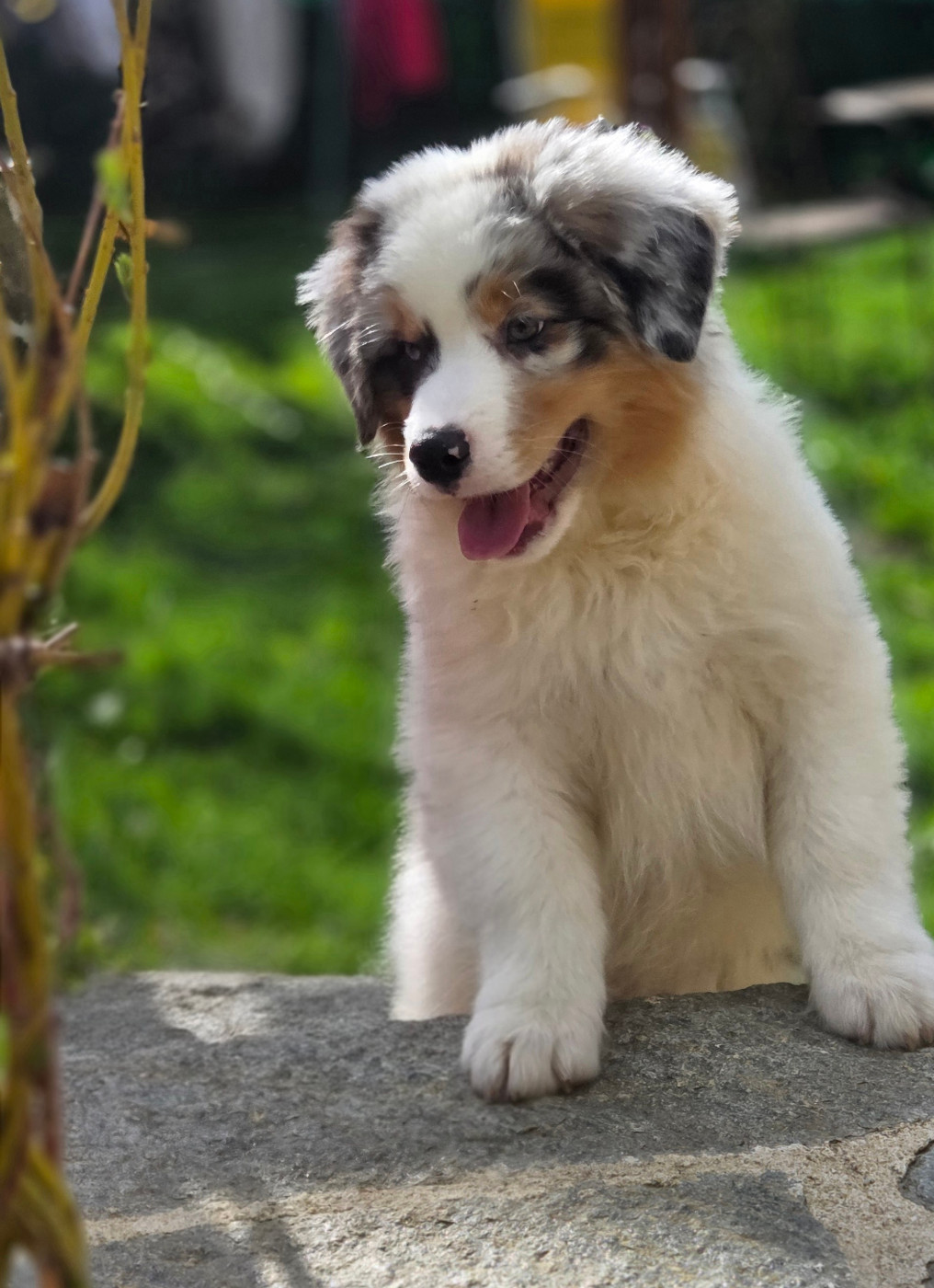 Opal Aussie - Chiots disponibles - Berger Australien