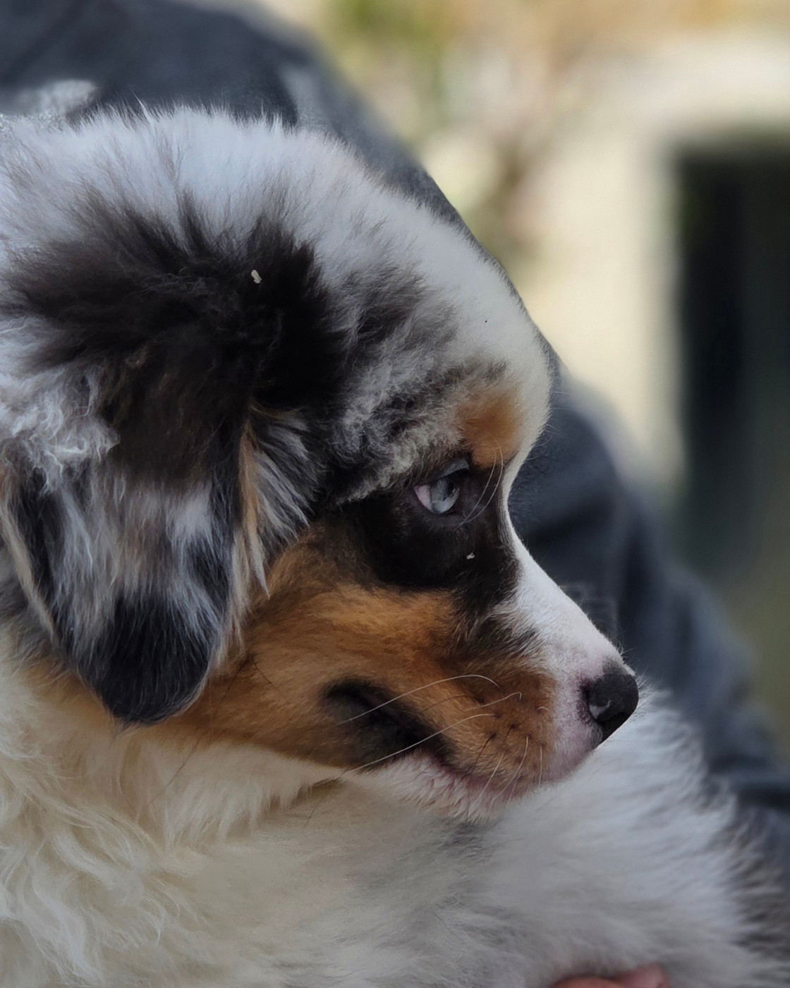 Opal Aussie - Berger Australien - Portée née le 27/01/2026