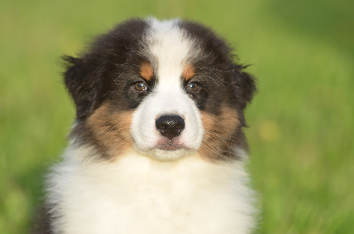 Opal Aussie - Berger Australien - Portée née le 21/02/2026