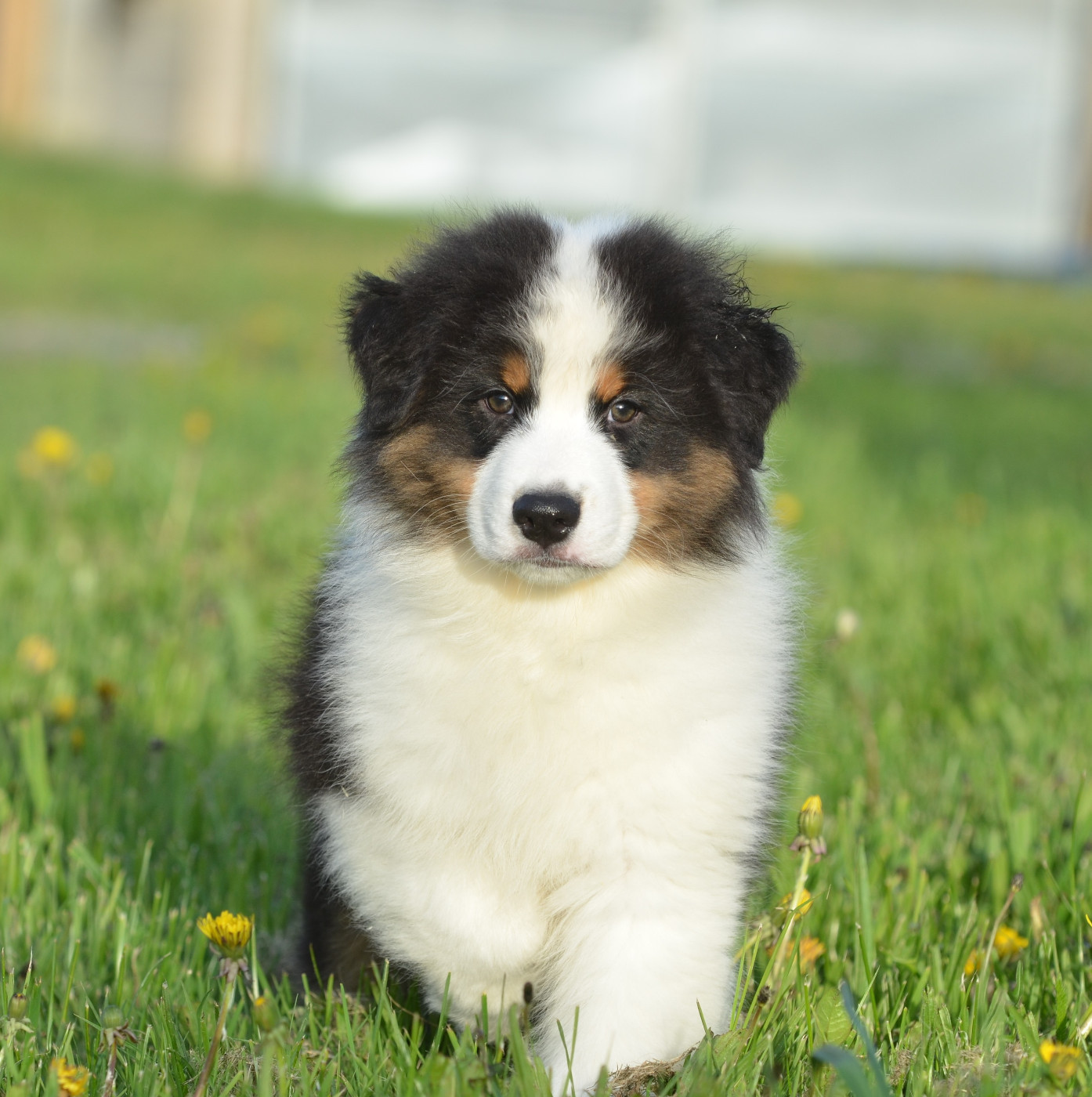 Opal Aussie - Chiots disponibles - Berger Australien