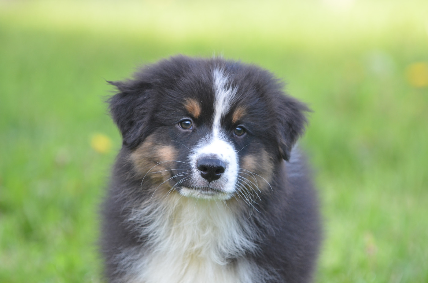 Opal Aussie - Chiots disponibles - Berger Australien